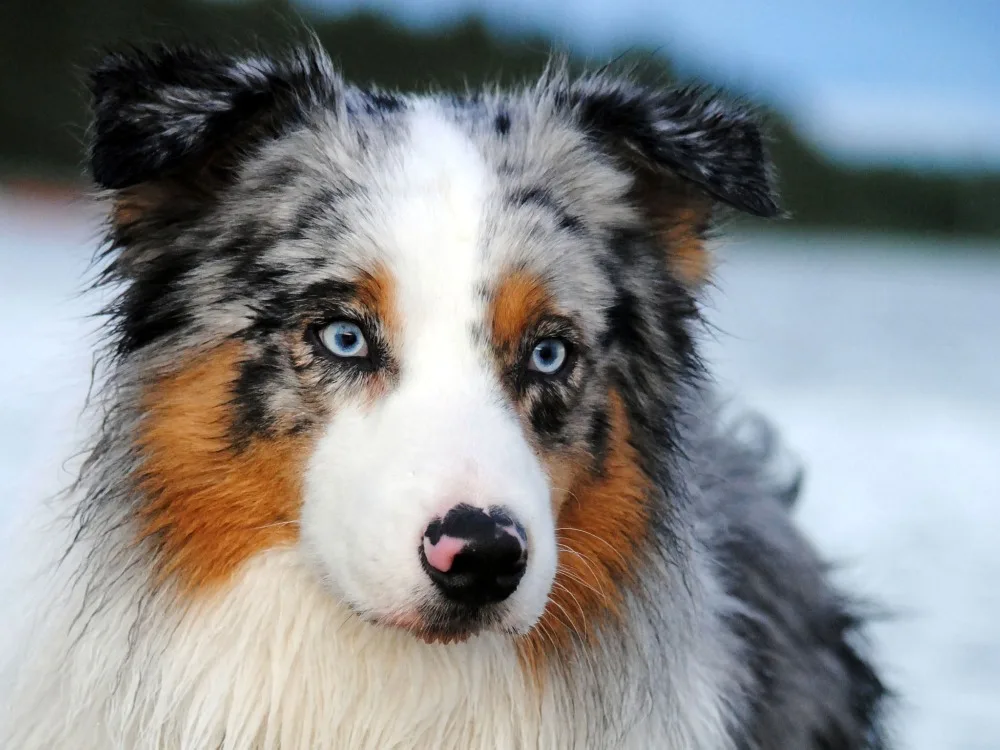 australian-shepherd1