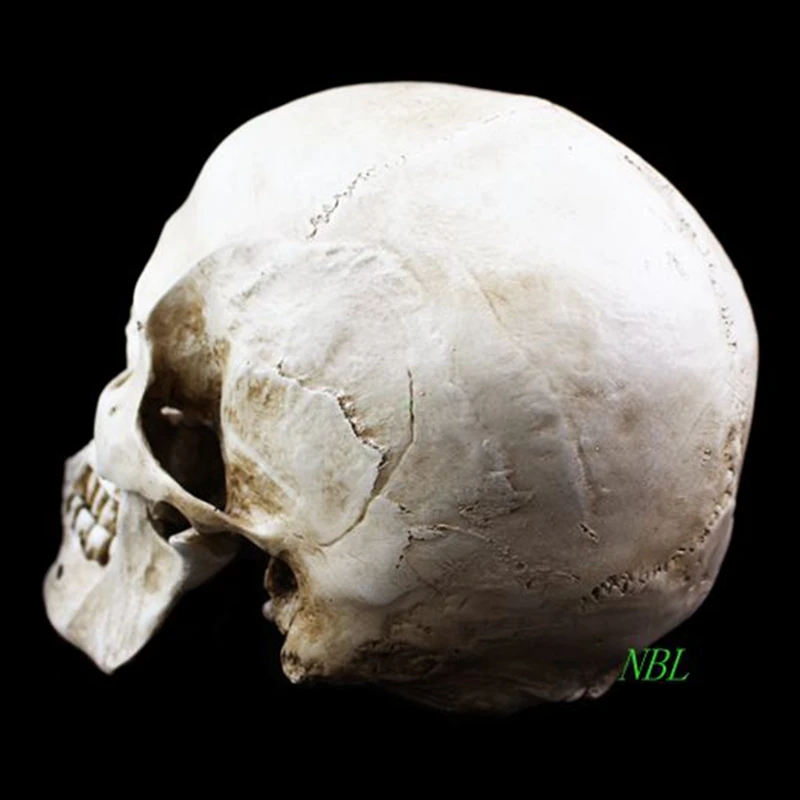 Человеческий Натуральный череп модель высокая имитация 1:1 Скелет белый медицинский человеческий череп модель натюрморт живопись смолы маски