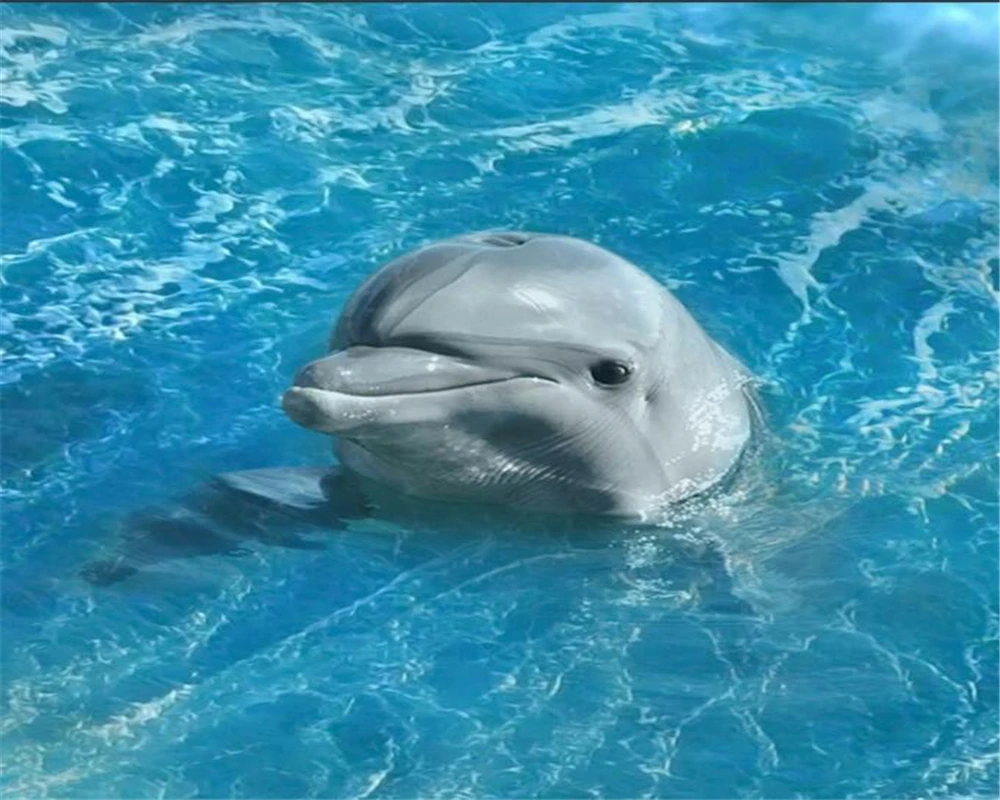 Beibehang 3D Ocean World Blue Sea Dolphin Starfish Floor Patch Crossing Parquet Living Room Bedroom Bathroom 3D Floor photo