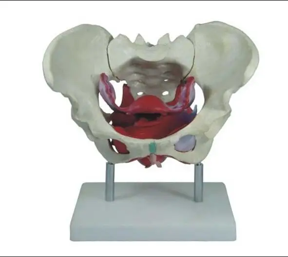 Женский Искусственный таз и таз пол модели с мускулами Анатомия человека кости спецодежда медицинская обучение образцы