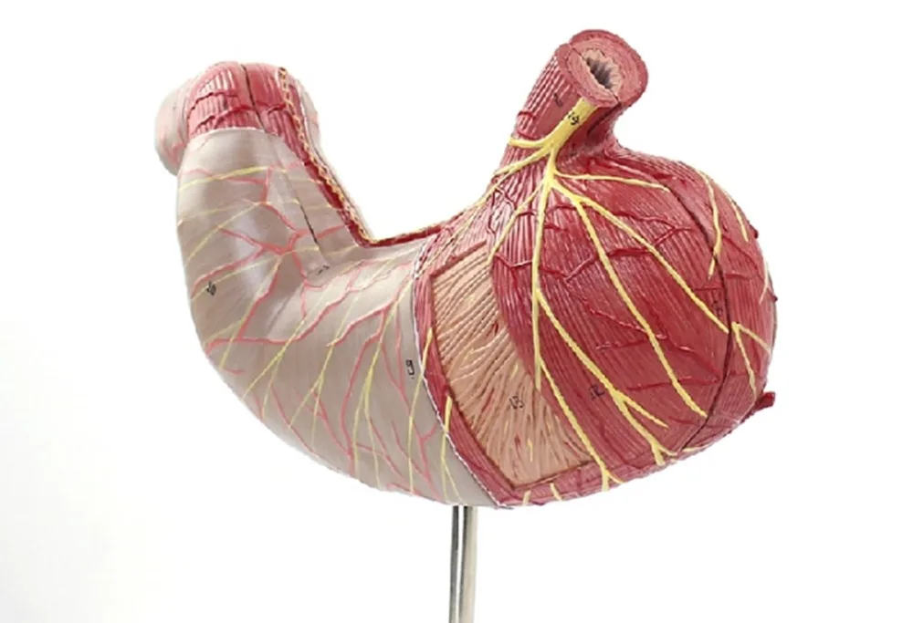 us 101 26 17 off human digestive system study teaching model medical science stomach anatomy brand new rh in figurines miniatures from home anatomy of stomach