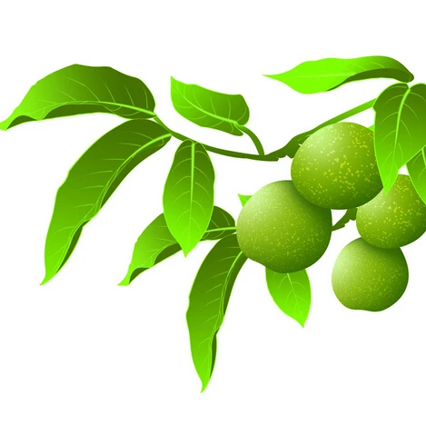 What Seeds Can and Can't Be Mailed to Australia?