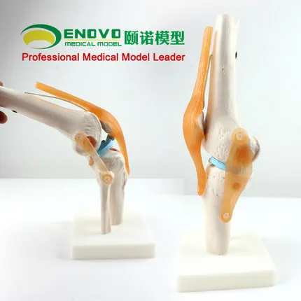 

KeyWord: orthopedic teaching; knee model; knee ligament model;