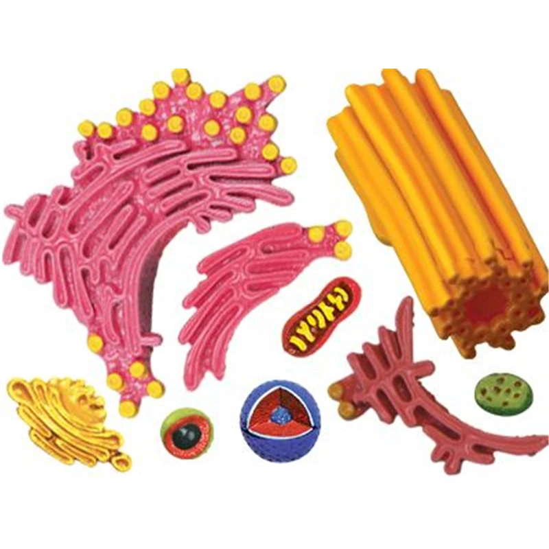 4D Animal Cell Model 6