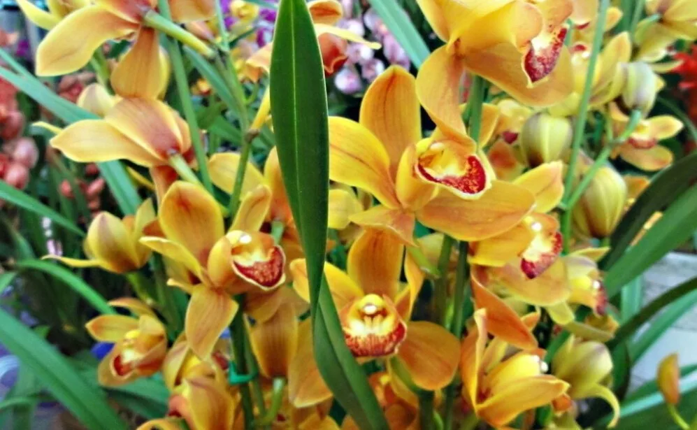 100 PCS Seeds Multicolor Rare African Cymbidium Orchid Plants Bee Flowers Bonsai 