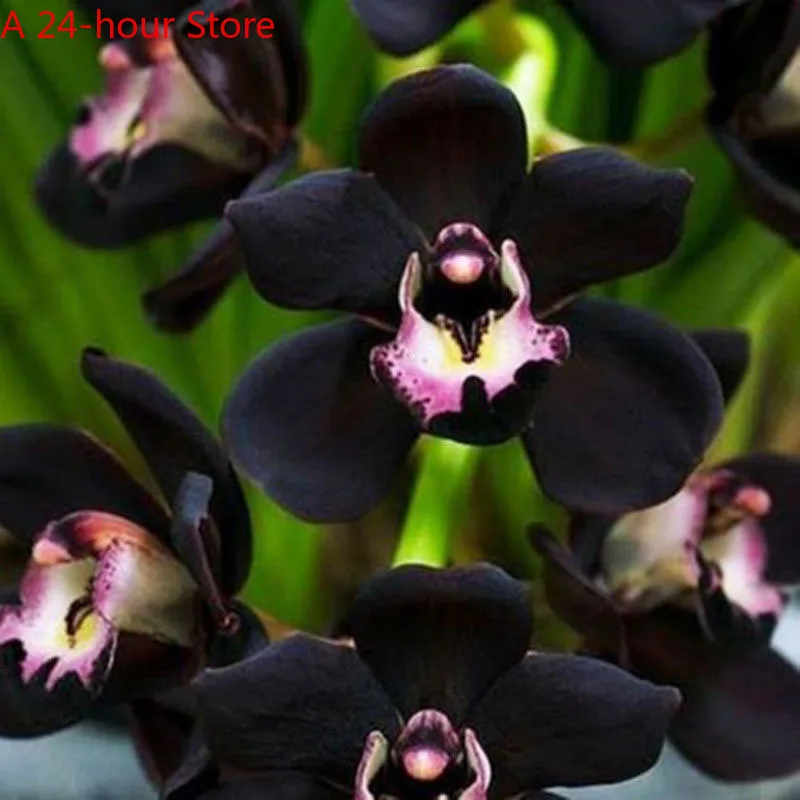 

Garden Supplies Wholesales 100pcs Rare Black Cymbidium Faberi Orchid Flower Seedsplants Home Beautifying Bonsai Decor Flowers