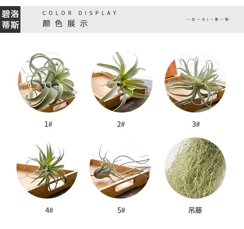 Bulbosa хлопок конфеты Детские Осьминог Искусственные Поддельные airplant тилландсия Capitata Steptophylla usneoid как настоящие растения суккулент