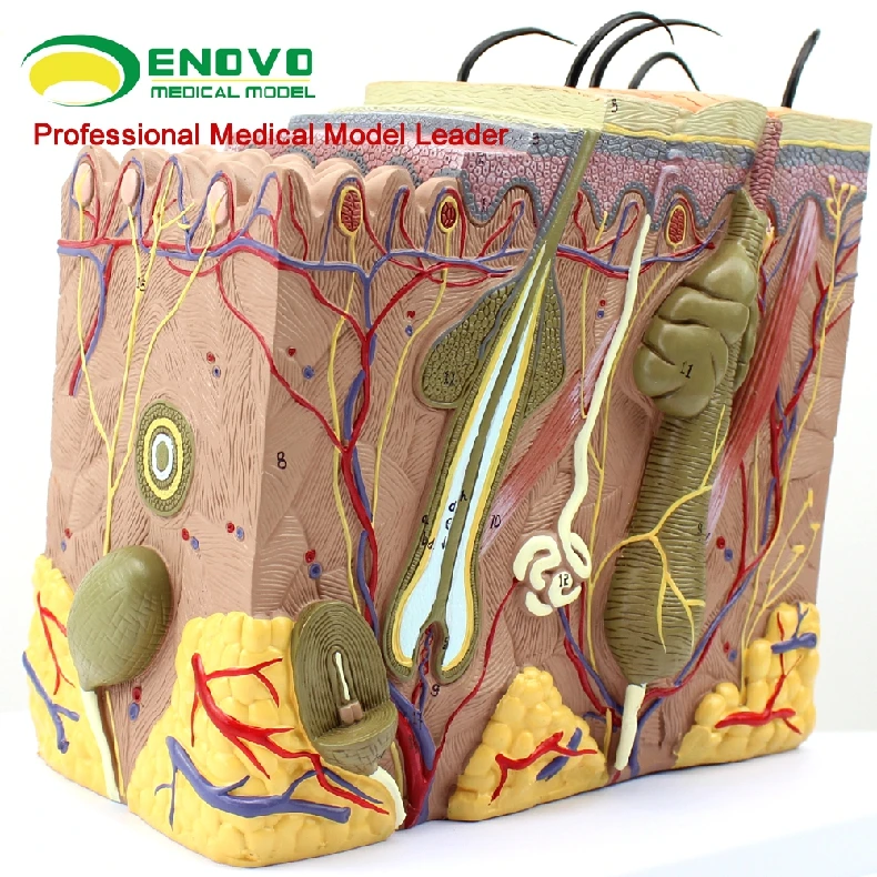 Кожа модель дерматологии доктор пациента коммуникационная модель красоты микроскопическая кожа анатомическая модель человека