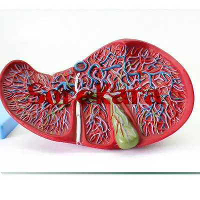 Human Anatomical Liver & Gall Bladder Anatomy Medical Model School Hospital Professional Magnify Human Anatomical Liver & Gall Bladder Anatomy Medical Model School Hospital Professional Magnify