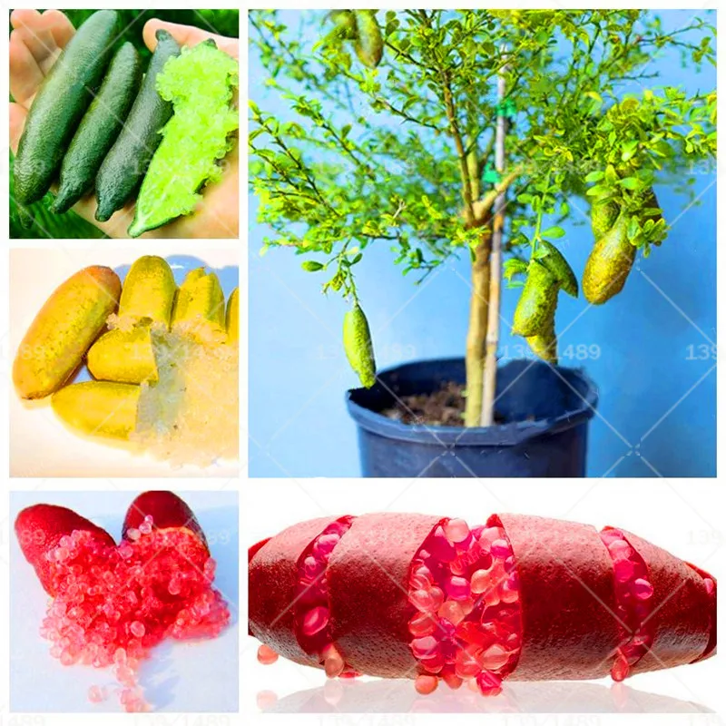 

100pcs Finger Limes Citrus Pomegranate Bonsai Fruit Bonsai Delicious Sweet Fruit Bonsai For Home Garden Plant Mix Colors