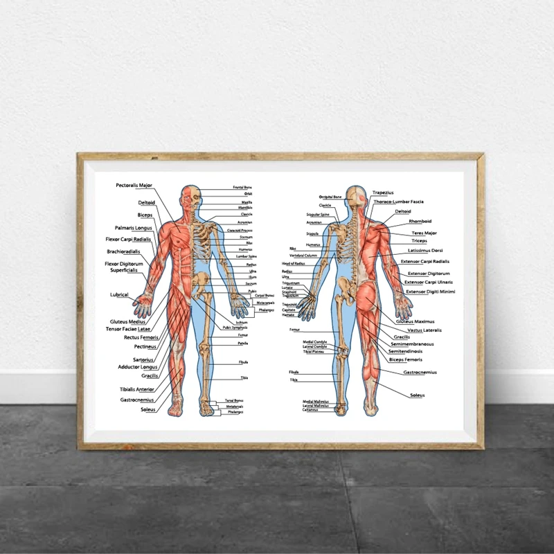 human skeleton from the posterior and anterior view canvas print