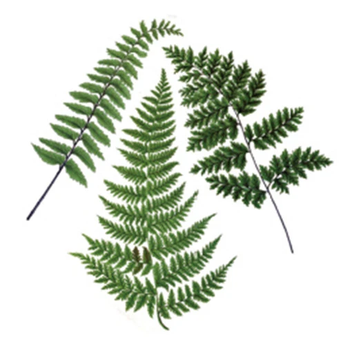 Waterproof Temporary Fake Tattoo Stickers Classic Green Ferns Plant Unique Design Body Art Make Up Tools Tattoo Sticker Fake Tattoos Stickerstemporary Fake Tattoos Aliexpress