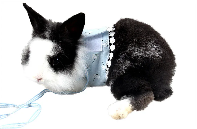 Guniea pig hamster leash set