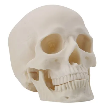

Resin Art Skull Replica Teaching Model Medical Realistic 1:1 Adult Size Model Toys