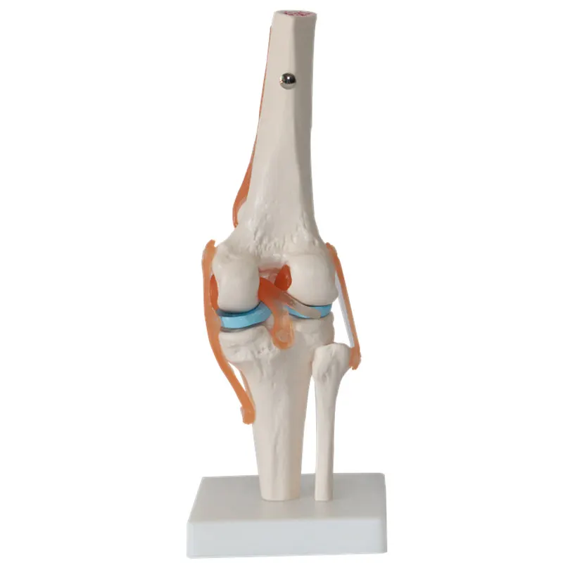 

1:1 LifeSize Humans Skeleton Knee Joint Anatomy Models Skeleton Model with Ligaments Joint Model Medical Science Teaching Supply