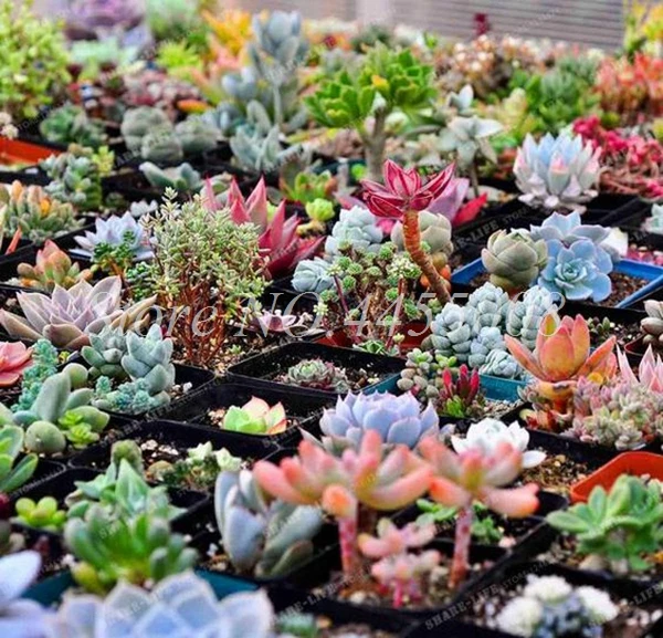 500 szt torba egzotyczne mini soczyste kaktusy rzadkie soczyste wieloletnie zioła rośliny Bonsai pot Flower Indoor for Garden Flore pot tanie i dobre opinie Bardzo proste Rośliny wewnętrzne Wykluczone Nowa roślina Upiększających Ryby Mini średni duży mały Jesień Wieloletnich 500 szt torba egzotyczne mini soczyste kaktusy rzadkie soczyste wieloletnie zioła rośliny Bonsai pot Flower Indoor for Garden Flore pot tanie i dobre opinie Bardzo proste Rośliny wewnętrzne Wykluczone Nowa roślina Upiększających Ryby Mini średni duży mały Jesień Wieloletnich