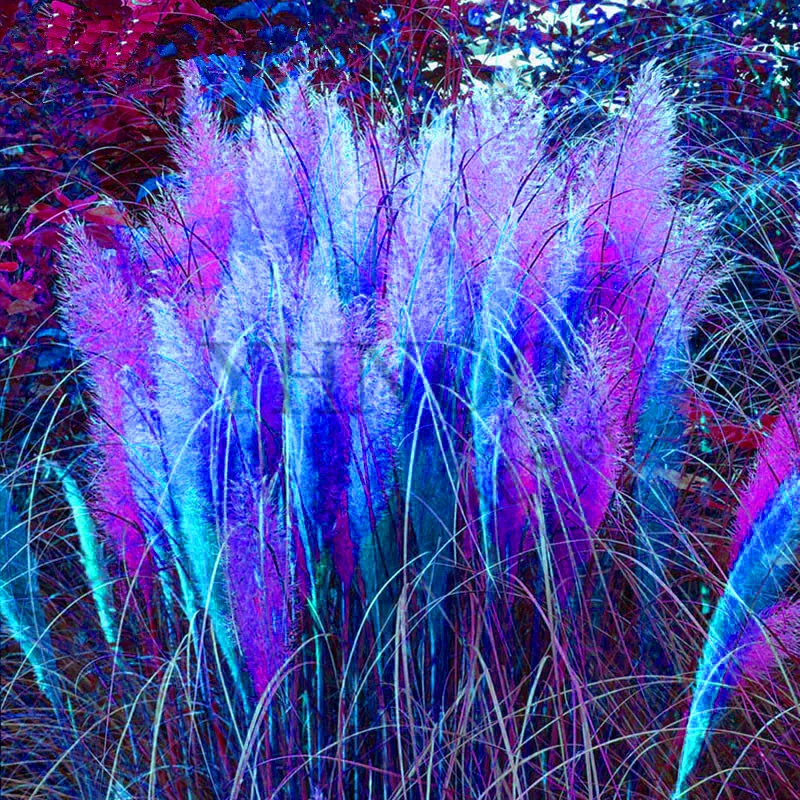 Подлинный! РЕДКИЙ фиолетовый пампасы трава бонсай декоративные растения цветы кортадерия сельлоана Трава Сад 100 шт./лот,# AU7CCD - Цвет: 15
