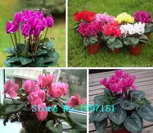 Big sale Hot Sale 7 Colors Can be Choose Cyclamen seeds Flower Seeds Perennial Flowering Plants Cyclamen Seeds – 100 PCS