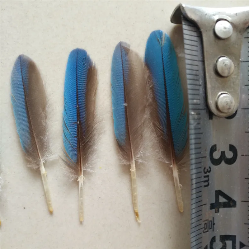10 шт. натуральные Редкие перья Kingfisher длиной 3-4 см, декоративные аксессуары для ювелирных изделий Diy