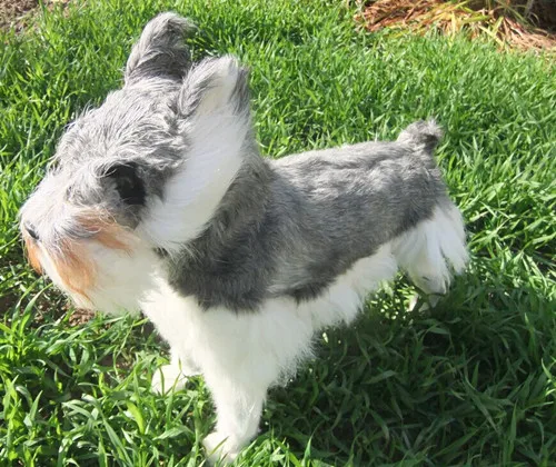 simulation cute Schnauzer 48x42cm model polyethylene&furs dog model home decoration props ,model gift d449 цена simulation cute Schnauzer 48x42cm model polyethylene&furs dog model home decoration props ,model gift d449 цены онлайн