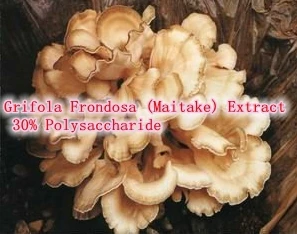 

250gram Grifola Frondosa (Maitake) Extract 30% Polysaccharide enhance the immune system regulate blood pressure, glucose