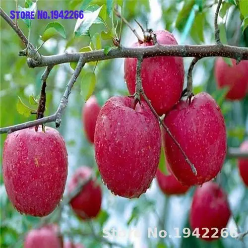 

30pcs Dwarf Apple Bonsai Miniature Apple Tree Sweet organic fruit vegetable Bonsai indoo Flowers Ground Cover Plants Water