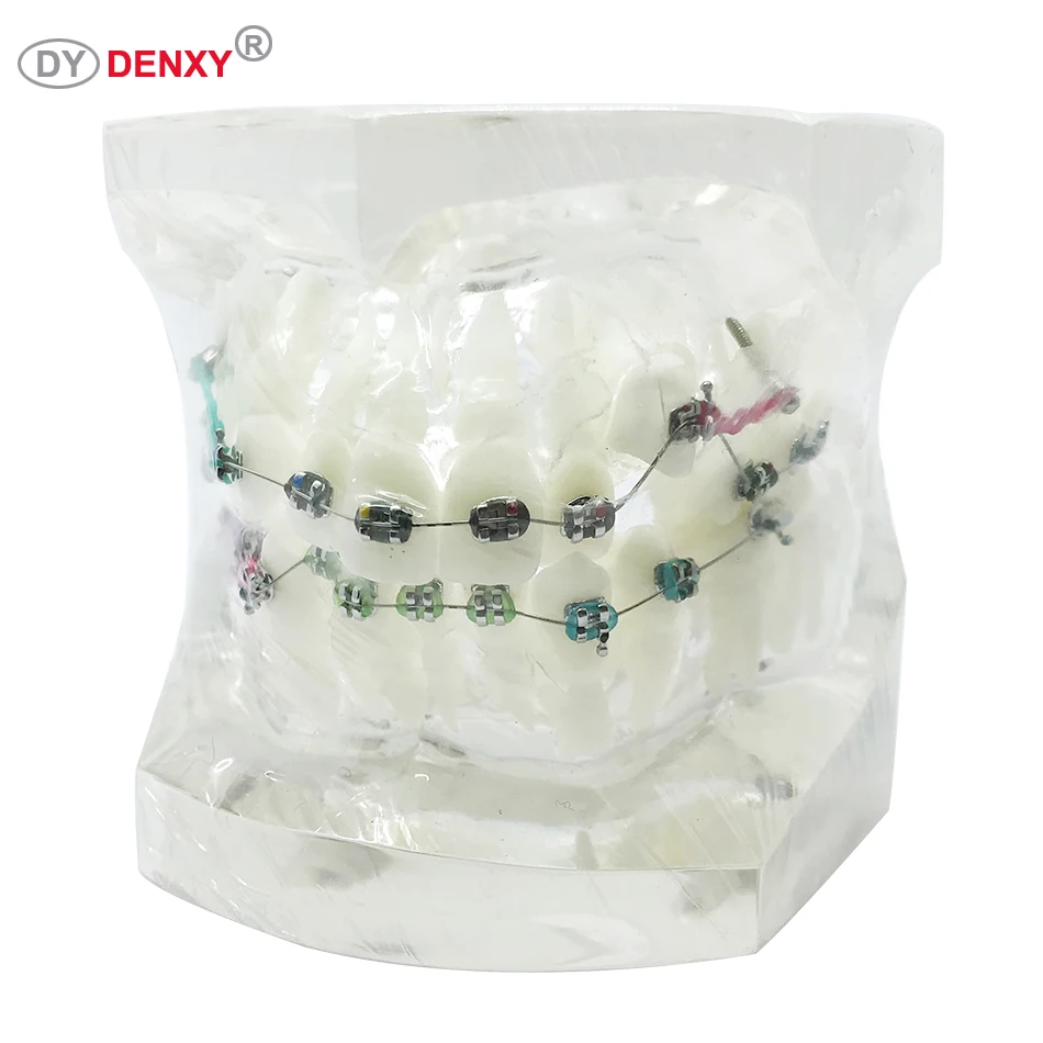 

Denxy 1 pc clear color Dental Model Teeth Dental Instruction Orthodontic teeth Model with Metal Orthodontic Bracket Color Tie