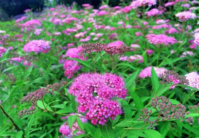 Prodgf 8000 шт набор Spiraea salicifolia