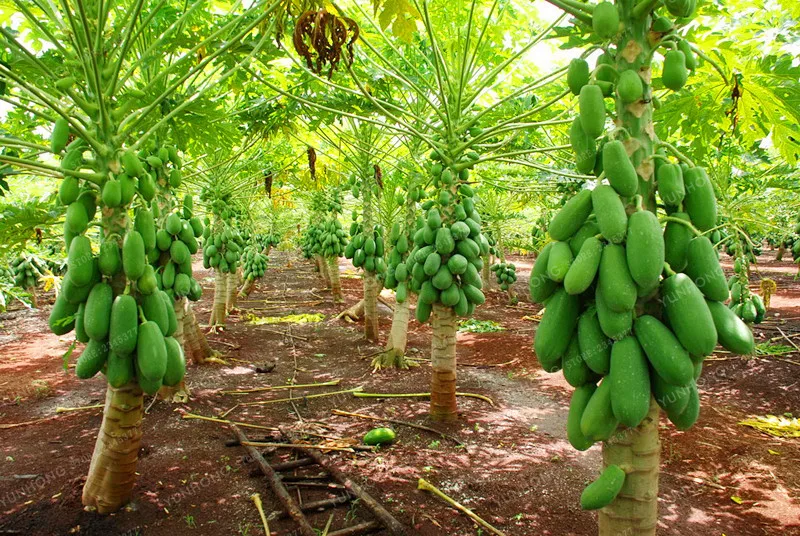 20 Pcs Papaya Seeds Best Seeds Online Free Shipping Worldwide