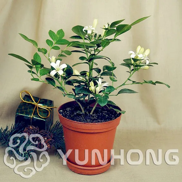 

100pcs / Pack New Home Garden Murraya exotica Bonsai Potted Bonsai Courtyard Forest Tree Bonsai Free Shipping Diy Easy Growth