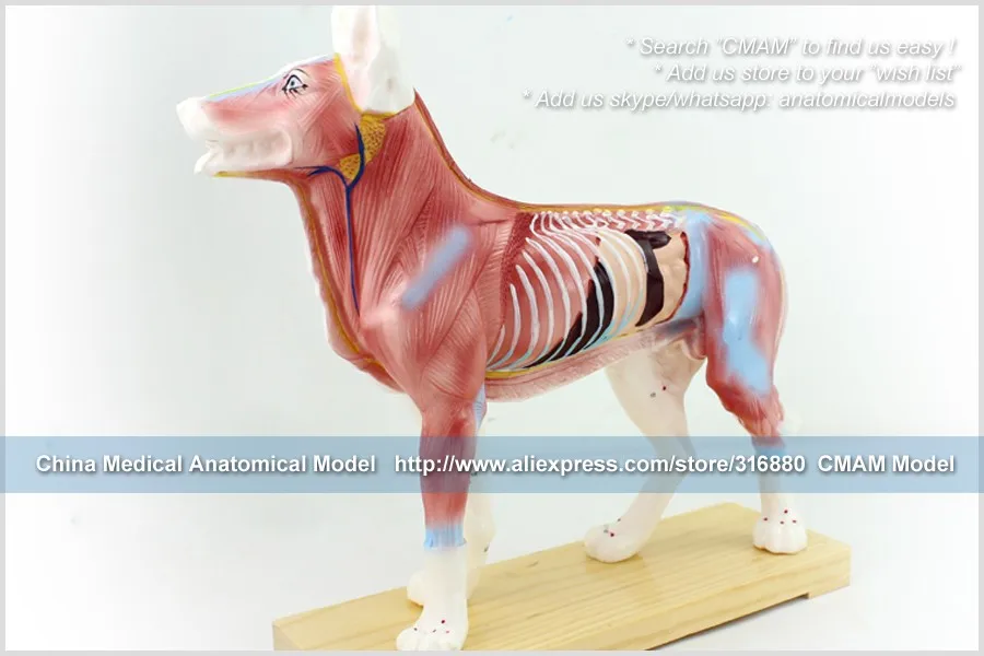 A05 dog acupuncture model 6