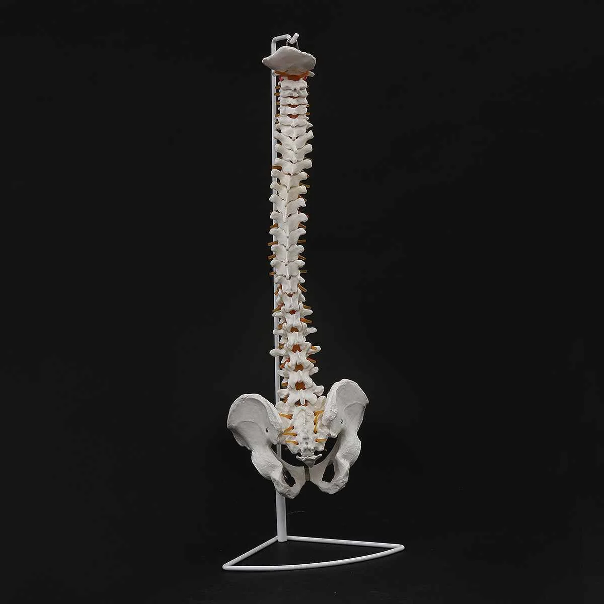 

73cm Life Size Flexible Chiropractic Human Spine Anatomical Anatomy Model With Stand School Medical Science Educational Model