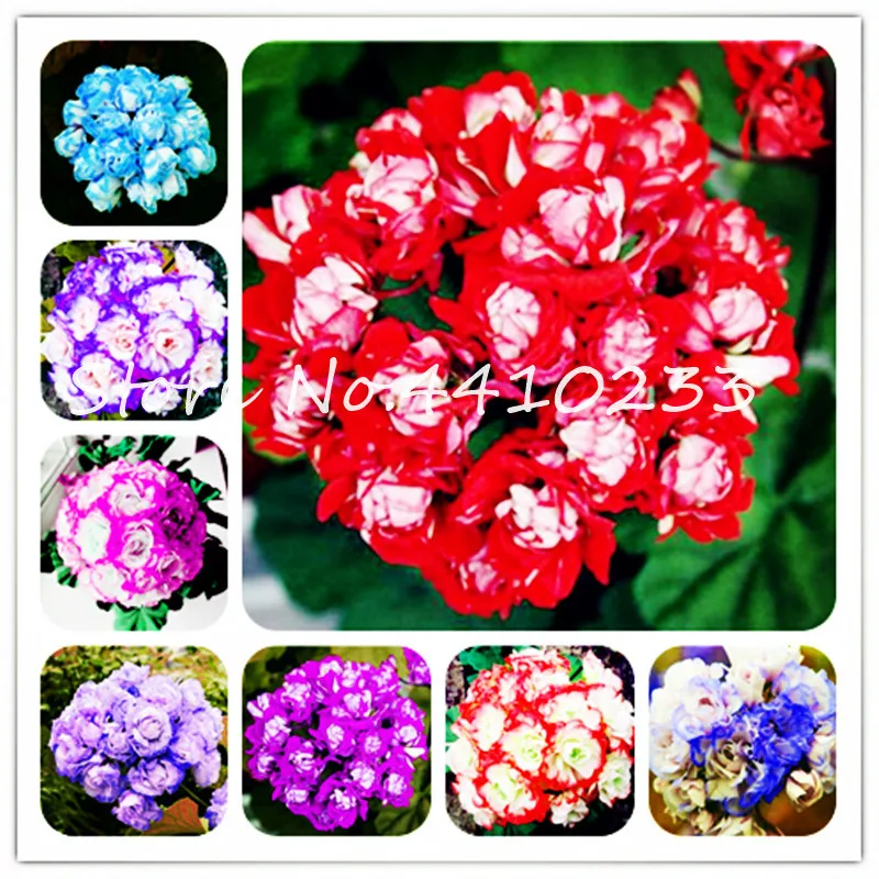 

100 Pcs Rainbow Geranium Bonsai Variegated Geranium Flower Winter Perennial Pot Garden Flower For Bonsai Plant Home Garden Plant