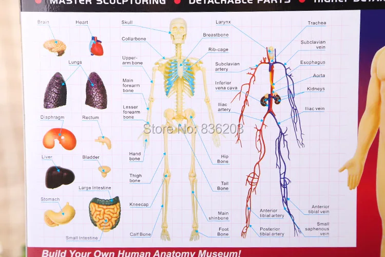 4D master vision 1" прозрачное человеческое тело забавная анатомическая модель медицинская анатомическая модель скелета научная образовательная игрушка