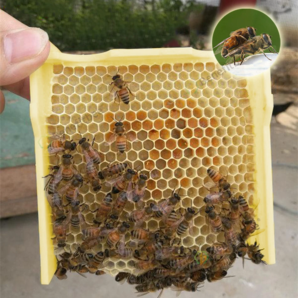 Инструмент пчеловода улейная коробка queen Pollination Пчеловодство Урожай улей для пчеловодства вязки копуляции королева резерв коробка