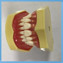 Зубы Модель для практики/зубные образование Стандартный модель/зубы зубной модели