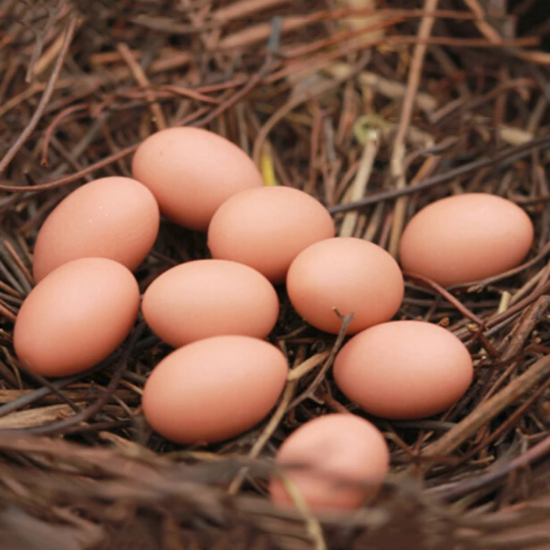 

Artificial Feathered Bird& Nest&Eggs Decorative Advent Garden Craft Ornaments