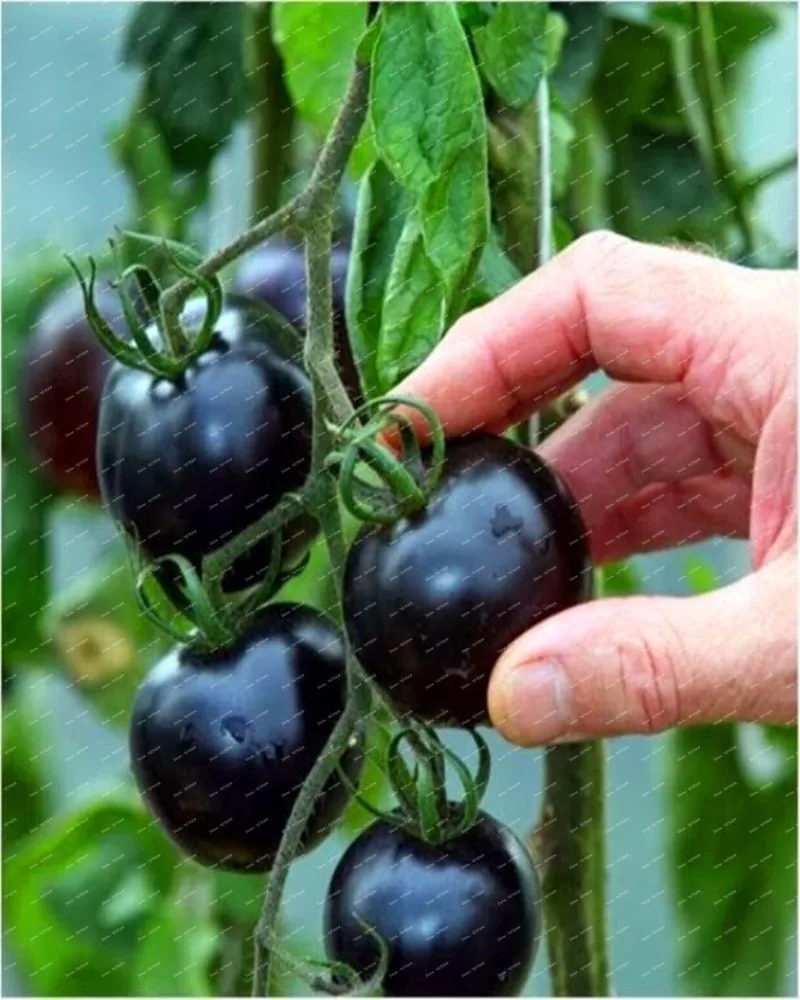 Лидер продаж времени! 100 шт./пакет, 20 видов помидоры садовые смешанных различных цветовых ароматы для фруктов и овощей, карликовые деревья томата