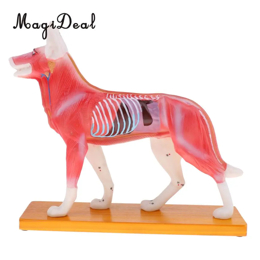 MagiDeal собака кошка Акупунктура анатомическая модель с 72 точками акупунктуры для школы обучающий инструмент медицинский учебный комплект