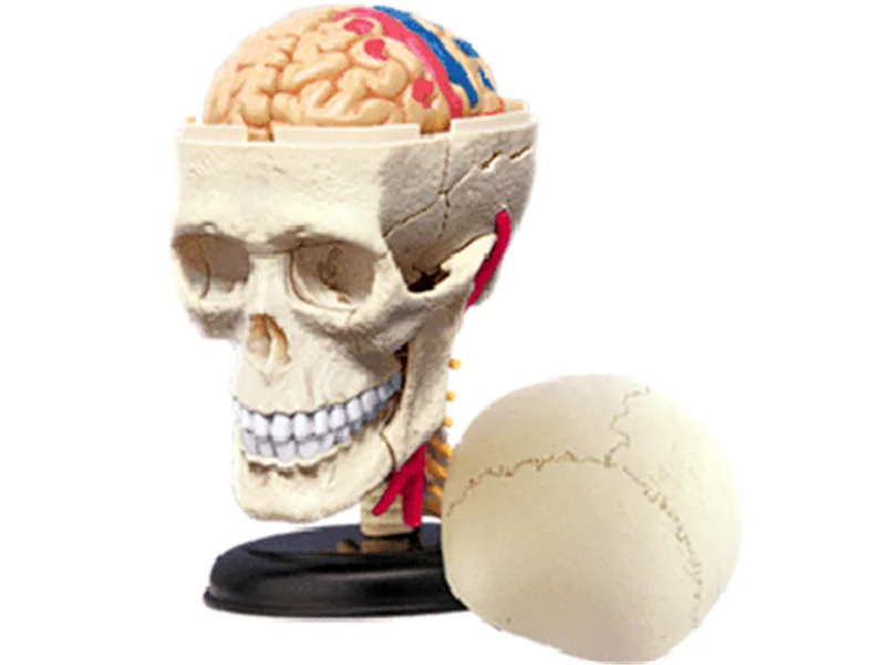 

Cranial Nerve Kkull Human Head skeleton Brian Organs Assembling Medical Manikin esqueleto Science Anatomical Model 4D Master