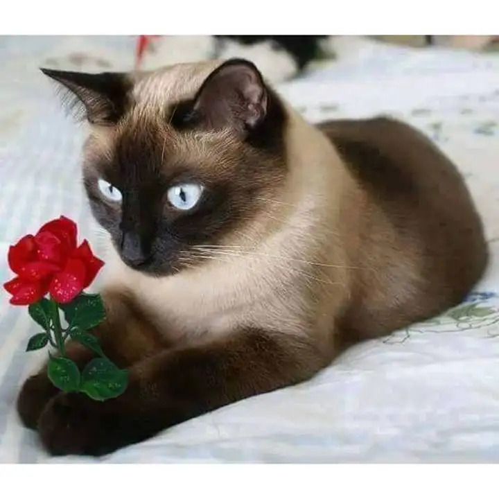 Cat And Rose Diamond Painting Kit DIY-in Diamond Painting Cross Stitch