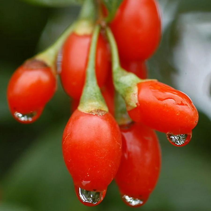 100g weight loss/better sex!!ningxia goji berries dried wolfberry fruit