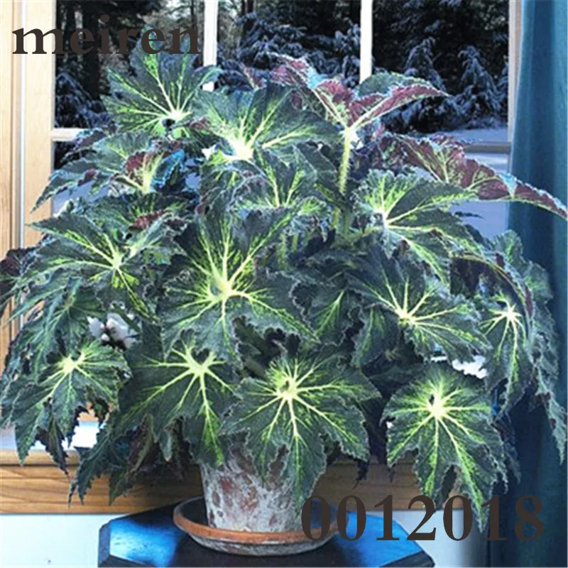 100 Pcsbag Begonia Bonsai Flower Plant Garden Terrace Color Leaf Potted