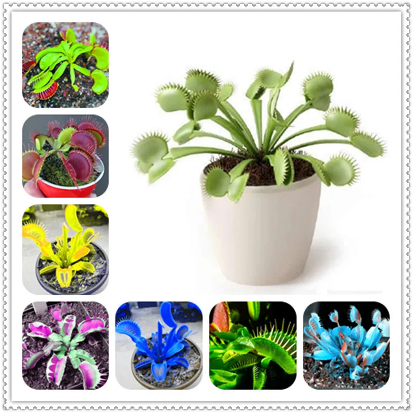 300 Pcs Striped Nepenthes Bonsai, Eating Mosquito Enchantress Carnivorous Plants Tropical Pitcher Catch Insect Garden Flower Pot