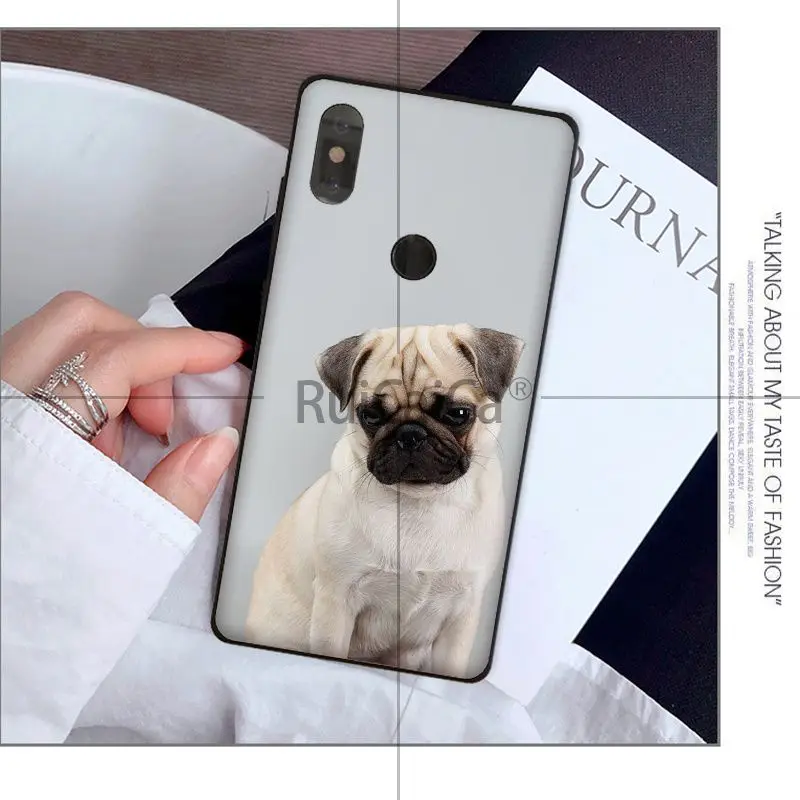 Animal cute pug