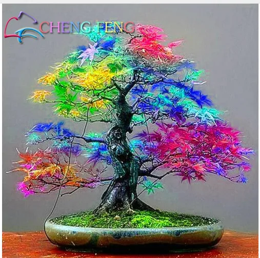 

30pcs Japanese Red Maple plants Rare Rainbow Color Very Beautiful Japan Plants For Diy Home Garden Bonsai Tree Gift Free Shippin
