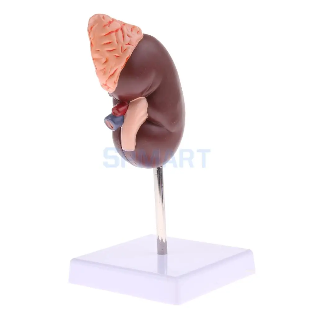 1:1 Human Removable 2 Parts Kidney with Adrenal Gland Anatomical Model