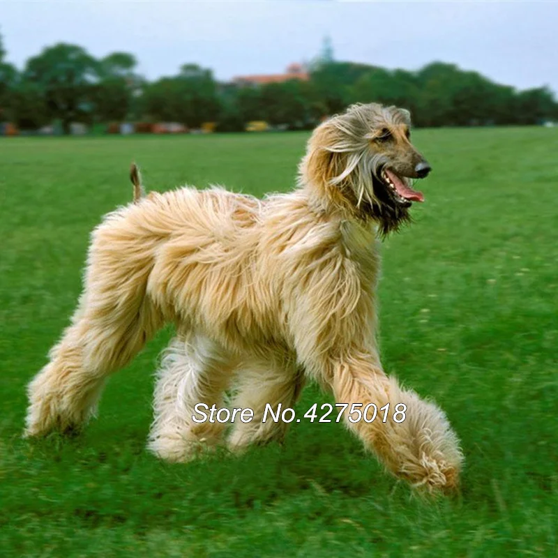 48 Animal Afghan Hound dog