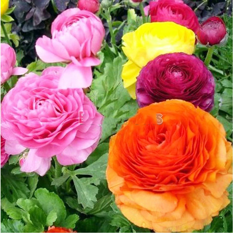 HappyDeal superble 20 Seeds One Pack Mixed Ranunculus Asiaticus Pot