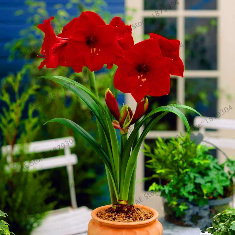 Big Mixed Color Bulbs Hippeastrum 3-6 Cm In Sprouting Bonsai Plant S ...